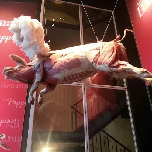 BODY WORLDS - The Happiness Project