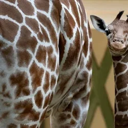 Zoo Royal ARTIS