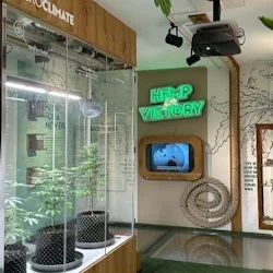 Musée du cannabis à Amsterdam